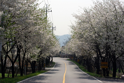 삼회리 벚꽃길~ 이미지