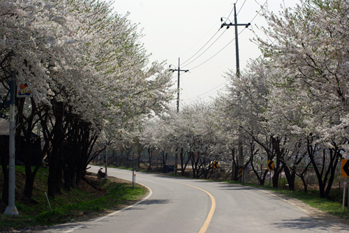 청평면 삼회리 벚꽃길~ 이미지