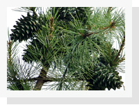 가평군목 잣나무