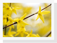 가평군화 개나리